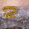 Açık Sarı Karınca Fosilli  Toz Kehribar Tesbih